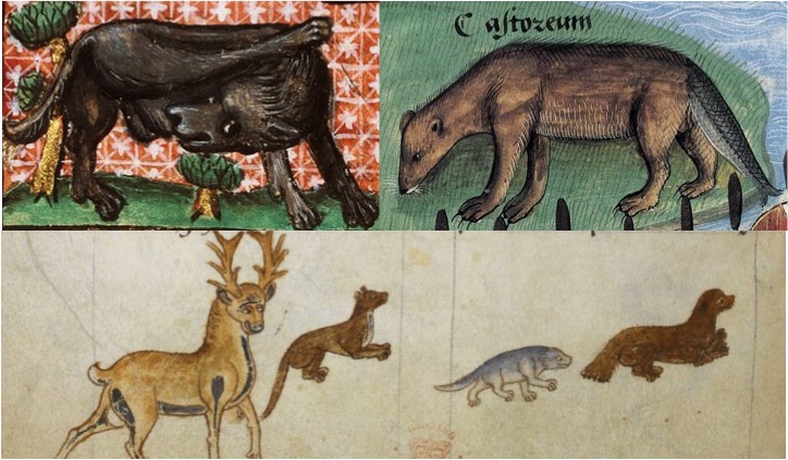 Beaver Hunting in the Middle Ages